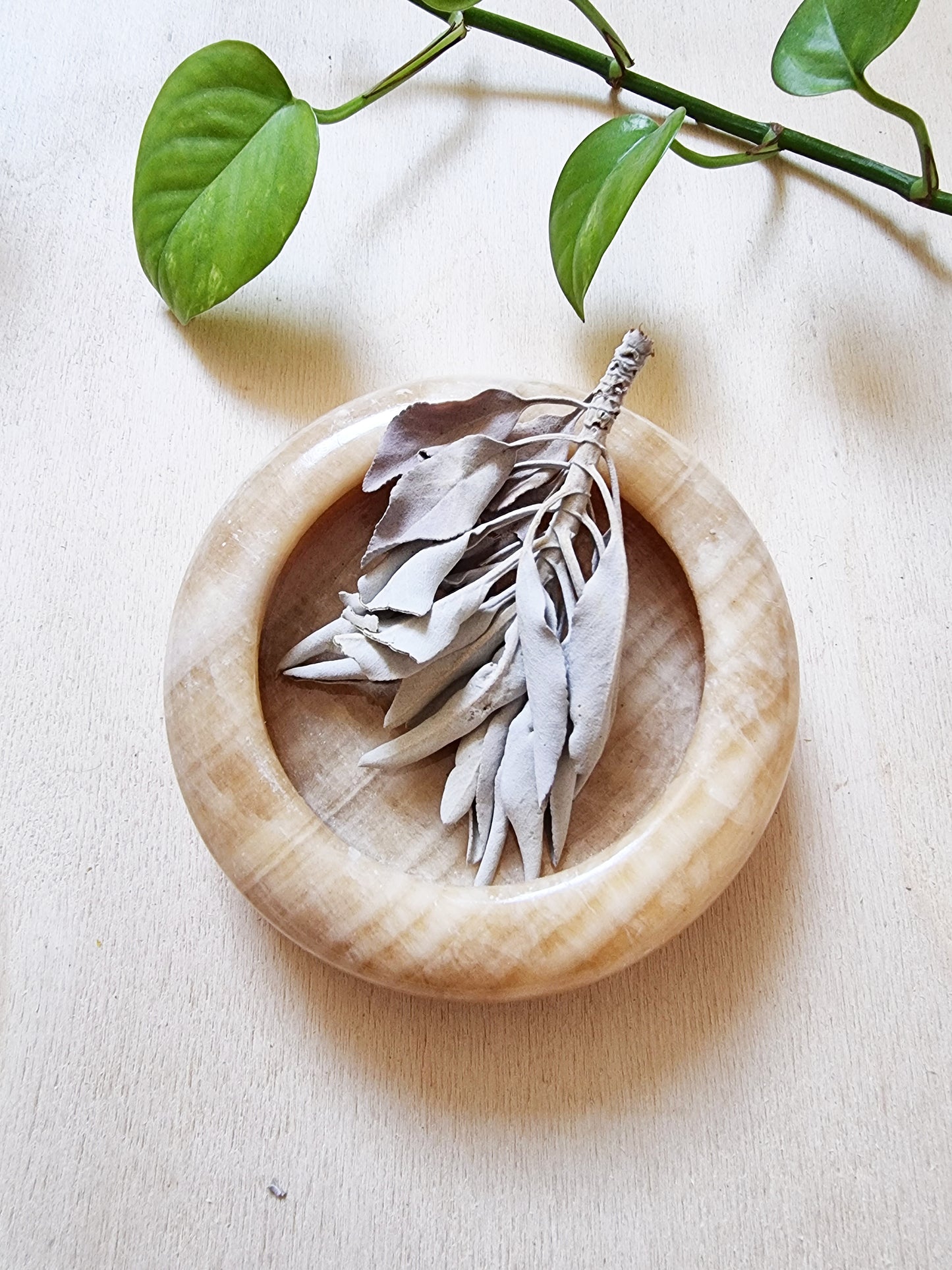 Salvia Bianca - Protezione, Purificazione, Fumigazione