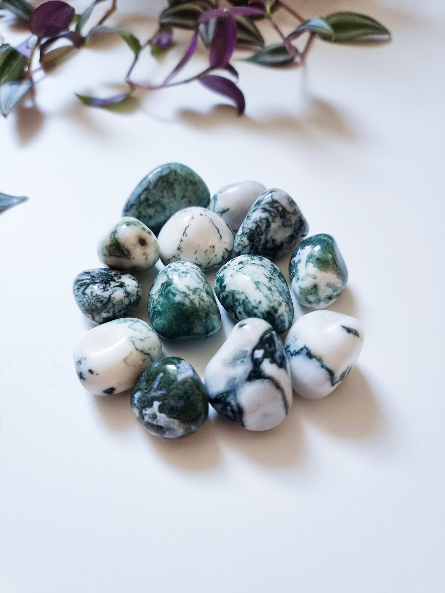 Agata Albero - Nature, Strength, Peace